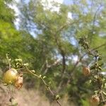 Tinnea aethiopica Vaisius