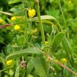 Silene gallica Leaf