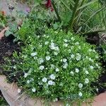 Gypsophila muralis Fula