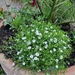 Gypsophila muralis Kwiat