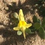 Linaria thymifolia Flor
