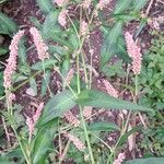 Persicaria lapathifoliaFloare