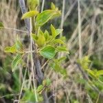 Bullockia pseudosetiflora 葉