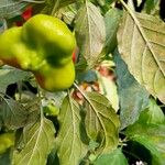 Capsicum baccatum Листок