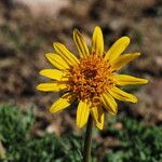 Balsamorhiza hookeri Blüte