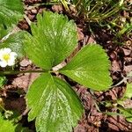 Fragaria x ananassa Fuelha