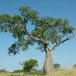 Ceiba chodatii Habit