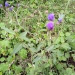 Gutenbergia cordifolia Folio