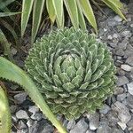 Agave victoriae-reginae Листок