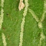 Antrophyum mannianum Fruto