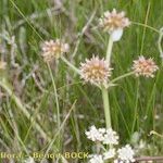 Oenanthe globulosa आदत