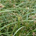 Cyperus longus Pokrój