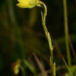 Saxifraga hirculus Other