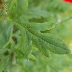 Papaver setiferum पत्ता