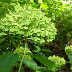 Hydrangea arborescens Kvet