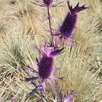 Eryngium leavenworthii 花