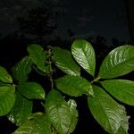 Palicourea brachiata 葉