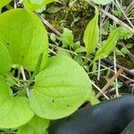 Smilax herbacea ഇല