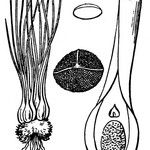 Isoetes setacea Inny