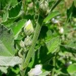 Althaea officinalis Kabuk