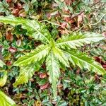 Cirsium altissimum ഇല