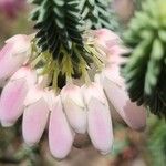 Erica bauera Lorea