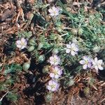 Spergularia rubra Flower