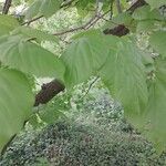 Tilia mandshurica Hoja