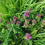 Lamium hybridum Flower