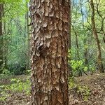 Pinus echinata Kůra