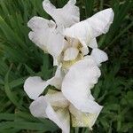 Iris albicans Blüte