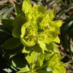 Euphorbia rigida Flower