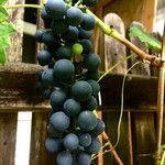 Vitis labrusca ফল