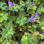 Geranium platypetalum ফুল