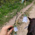 Codonopsis clematidea Blomst