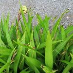 Bletilla striata 葉