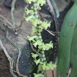 Diaphananthe spiralis Flower