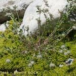 Trifolium saxatile Habitus