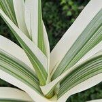 Phalaris arundinacea Leaf