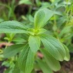 Stevia rebaudiana 葉