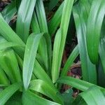 Agapanthus africanus Leaf