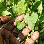 Merremia hederacea Blatt