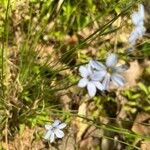 Sisyrinchium angustifolium花