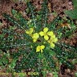 Morisia monanthos Hábito