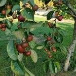 Malus baccataFrucht