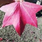 Liquidambar formosana Leaf