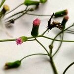 Emilia sonchifolia Blüte