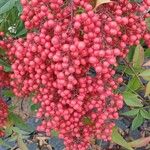 Nandina domestica फल