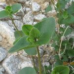 Mirabilis laevis Feuille