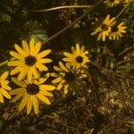 Helianthus atrorubens Habitus